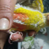 جوجه گرینچیک|پرنده|مشهد, آبکوه|دیوار