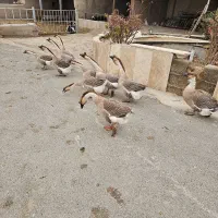 قوقاز|حیوانات|شهریار, شهرک امیریه|دیوار