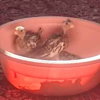 جوجه عروس هلندی