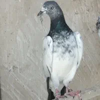 همه نژاد کبوترپرشی،انگلیسی،پاکستانی،مسافتی،نقش