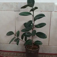 گل فیکوس زیبا|گل و گیاه طبیعی|شهرکرد, |دیوار