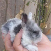 خرگوش مینیاتوری لوپی