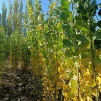 مرغوبترین و پر ریشه ترین نهال صنوبر|خدمات باغبانی و درختکاری|خمینیشهر, |دیوار