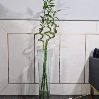 گیاه بامبو