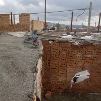 کفتر دورگ|پرنده|مشهد, مقدم|دیوار