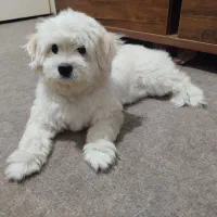 واگذاری سگ آپارتمانی|سگ|بابل, |دیوار