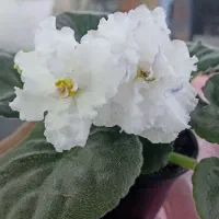 فروش بنفشه آفریقایی|گل و گیاه طبیعی|مشگین شهر, |دیوار