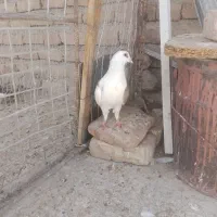 نر پشت