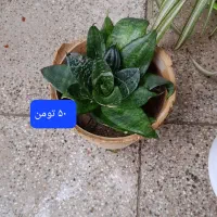گلهای طبیعی|گل و گیاه طبیعی|اصفهان, کوی امام|دیوار