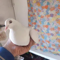 کفتر پتی واله