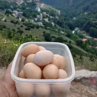 تخم مرغ محلی