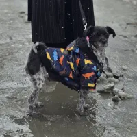 سگ شیتزو بسیار باادب و تربیت شده