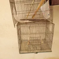 قفس و لونه مرغ عشق و طوطی|لوازم جانبی حیوانات|بابل, |دیوار