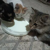 گربه خانگی|گربه|مراغه, |دیوار