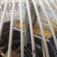 عروس ماده جوجه خونه 14ماه داره