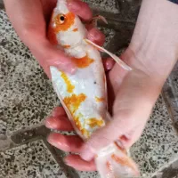 ماهی کوی سوپر باله|ماهی|تربت جام, یحیی آباد|دیوار