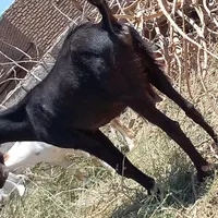 بز پاکستانی سه نر بز پاکستانی خال خال یک عدد|حیوانات مزرعه|گناباد, |دیوار