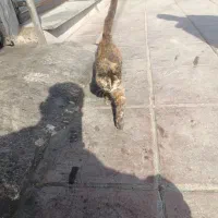 واگذاری‌گربه‌سه‌قلوزا