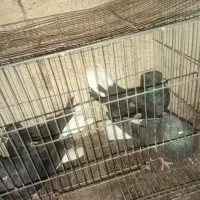 کبوتر 4تا