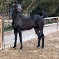 اسب کره نریان عرب