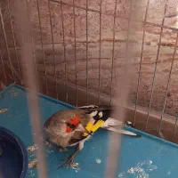 سهره یا سقا بافتی نر گل بلند|پرنده|کرمان, |دیوار