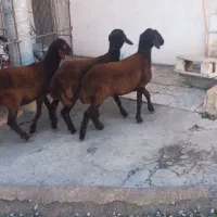 توقلی قزل افشار ماده