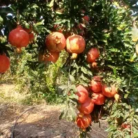 انار درجه یک|عمدهفروشی|کوهنانی, |دیوار