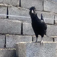 مرغ خروس اصیل گلین|حیوانات مزرعه|سیرجان, |دیوار