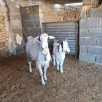 میش بره بز زایده ابستن|حیوانات مزرعه|مبارکه, |دیوار