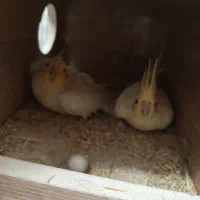 جفت عروس هلندی مولد لوتینو جوان