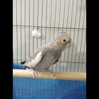 فروش فوری عروس هلندی باقفس لوازم وکمی دانه