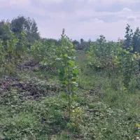 زمین ۱۵۰۰متر جعفرآباد