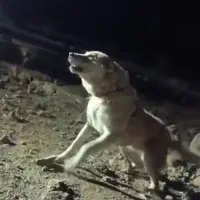 این سگ گم شده