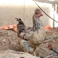 تخم مرغ نطفه دار|خوردنی و آشامیدنی|مشهد, میعاد (شهرک غرب)|دیوار