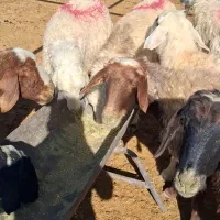 فروش میش آبستن|حیوانات مزرعه|شیراز, گویم|دیوار