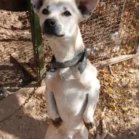 سگ پاکوتاه معاوضه ای|سگ|یزد, |دیوار