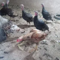 جوجه لاری وبوقلمون|حیوانات مزرعه|تربت جام, میرقوام الدین|دیوار