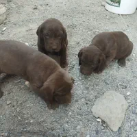 توله‌پویینتراصل‌المانی|سگ|گنبد کاووس, |دیوار