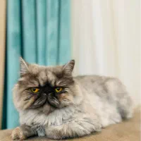 گربه پرشین سوپر فلت