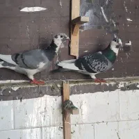 ۲تومن