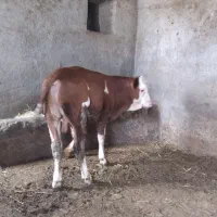 گوساله نر تلیسه