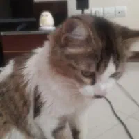 واگذاری گربه