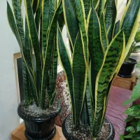 گلهای اپارتمانی سالم به قیمت