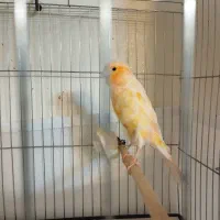 قناری پرتغالی نر