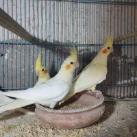 عروس هلندی لوتینو زعفرانی|پرنده|قم, هنرستان|دیوار