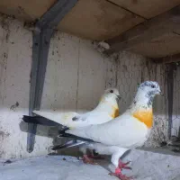 کبوتر پرشی|پرنده|رودسر, |دیوار