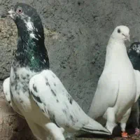 دو تا نر نر گلدن گردن ماری و یک نرتیدی