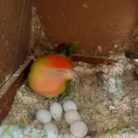 برزیلی ماده|پرنده|تاکستان, |دیوار