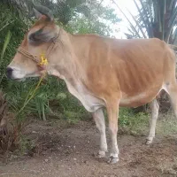 یک راس گاو دورگ جرسی آبستن 5ماه سالم و سرحال