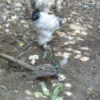 برهما